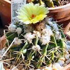 Cacto hamatocactus setispinus